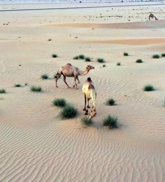 Vue Aérienne Chameau Dans Désert Dubaï Émirats Arabes Unis — Photo