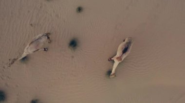 Çöldeki Camel 'ların 4K Drone Videosu, Çöldeki Vahşi Hayvanlar. Yüksek Kalite Drone Görüntüsü