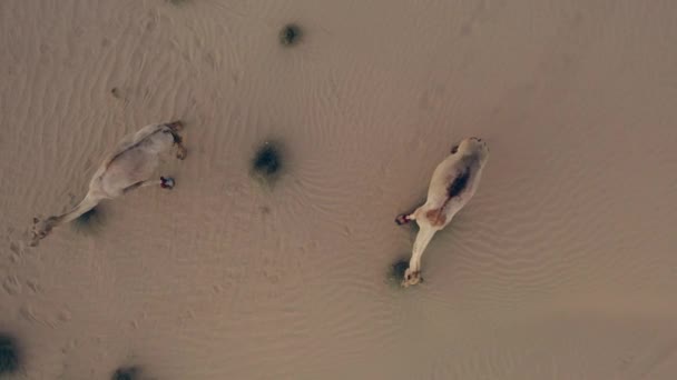 Drone Video Camels Desert Wild Animals Desert Inglés Imágenes Drone — Vídeo de stock
