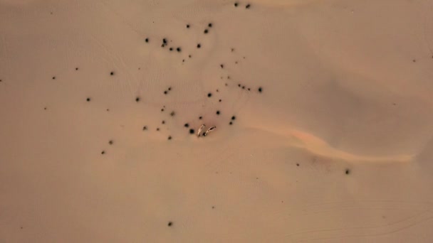 Drone Βίντεο Καμήλες Στην Έρημο Άγρια Ζώα Στην Έρημο Υψηλής — Αρχείο Βίντεο