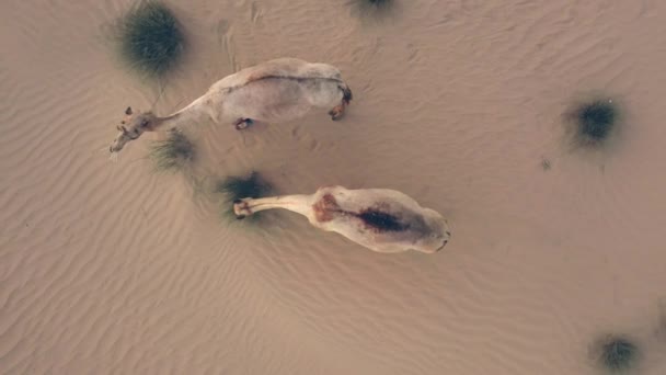 Drone Video Cammelli Nel Deserto Animali Selvatici Nel Deserto Video — Video Stock