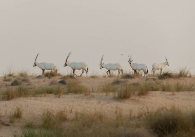 Dubai Çölünde Vahşi Arap Afrika antilobu