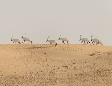 Wild Animal Arabian Oryx in Dubai Desert clipart