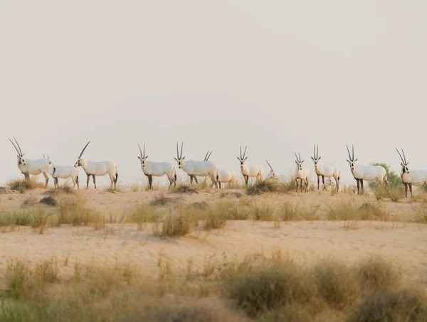 Wild Animal Arabian Oryx in Dubai Desert