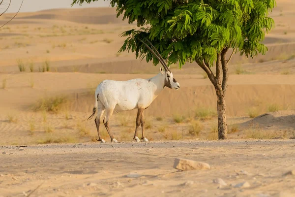 Oryx Árabe Animais Selvagens Deserto Dubai — Fotografia de Stock