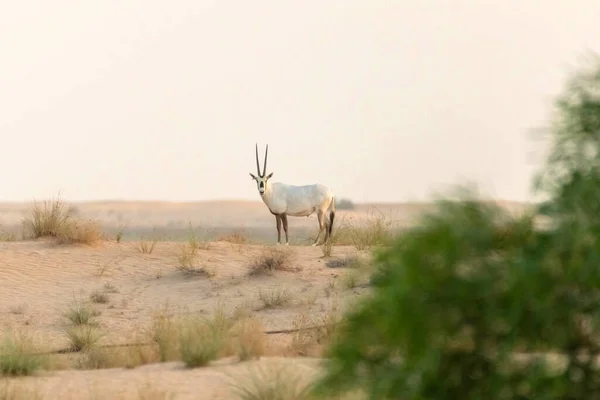 Oryx Árabe Animais Selvagens Deserto Dubai — Fotografia de Stock