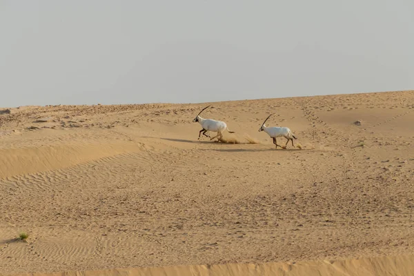 Oryx Árabe Animais Selvagens Deserto Dubai — Fotografia de Stock