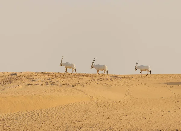 Oryx Árabe Animais Selvagens Deserto Dubai — Fotografia de Stock