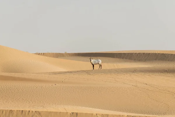 Арабийский Орикс Пустыне Дубай — стоковое фото