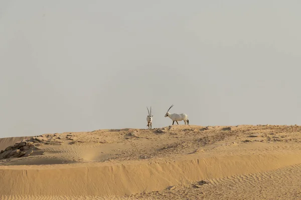 Wild Animal Arabian Oryx Pustyni Dubaju — Zdjęcie stockowe