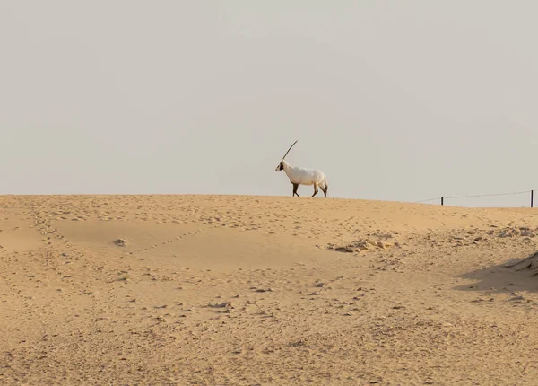 Oryx Árabe Animais Selvagens Deserto Dubai — Fotografia de Stock