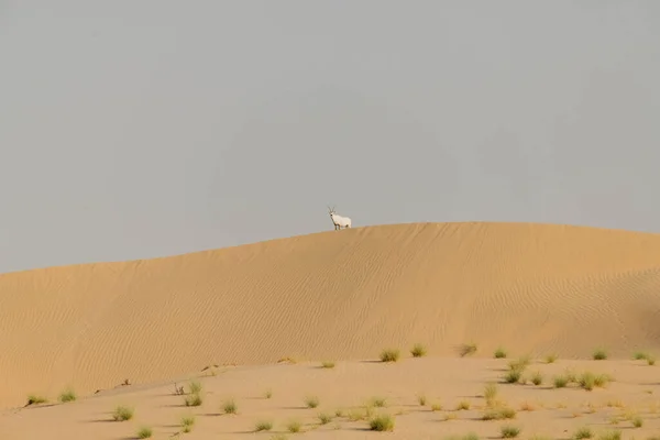 Wild Animal Arabian Oryx Dubai Desert — Stock Photo, Image