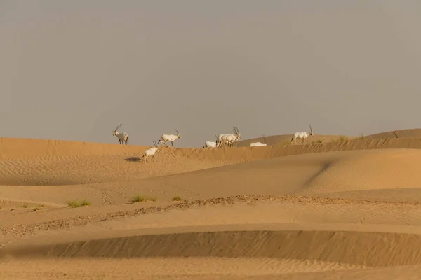 Oryx Árabe Animal Salvaje Desierto Dubai — Foto de Stock