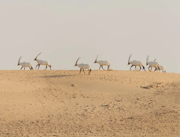 Oryx Árabe Animais Selvagens Deserto Dubai Fotos De Bancos De Imagens