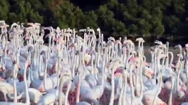 HD Vahşi Yaşam Videoları, Karayip pembe flamingosu Ras al Khor Vahşi Yaşam Sığınağı, Dubai 'de bir sulak arazi rezervi, Birleşik Arap Emirlikleri, Flamingo Videoları.