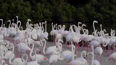 Flamingolar Gölü