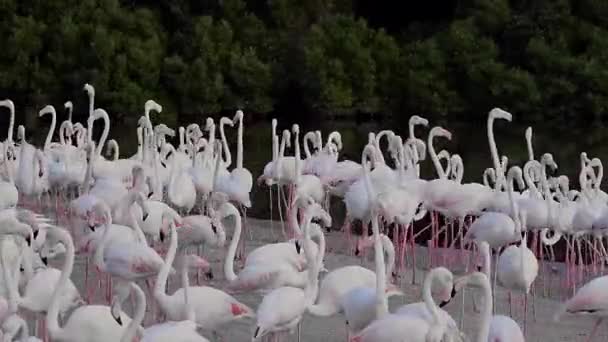 Фламингос — стоковое видео