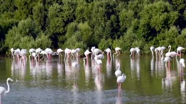 Lago Flamingos — Vídeo de Stock