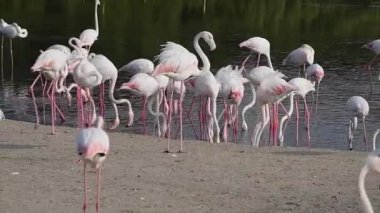 Flamingolar Gölü