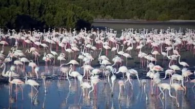 Flamingolar Gölü