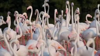 Flamingolar Gölü