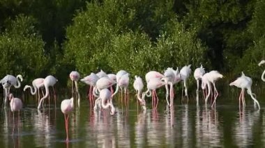 Flamingolar Gölü