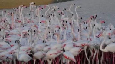 HD Vahşi Yaşam Videoları, Karayip pembe flamingosu Ras al Khor Vahşi Yaşam Sığınağı, Dubai 'de bir sulak arazi rezervi, Birleşik Arap Emirlikleri, Flamingo Videoları.