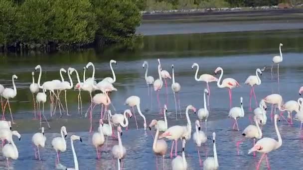 Flamingos Lake — Stock Video