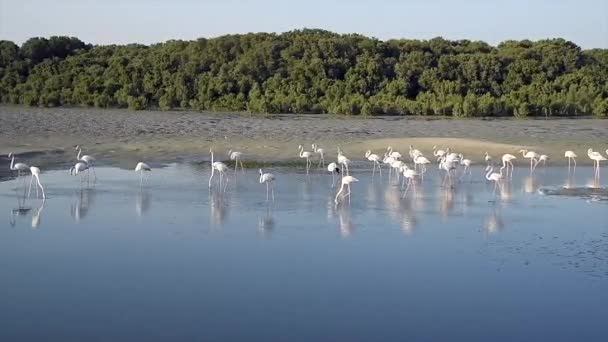 Flamingosjön — Stockvideo