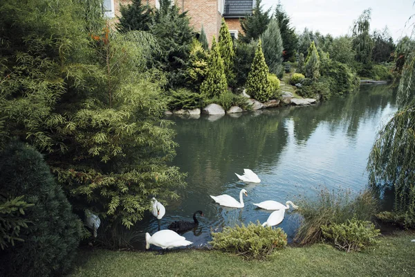 Cisnes Negros Lago Imagen de archivo