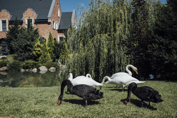 Svarta Svanar Vid Sjön Stockbild