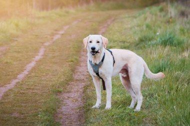 Altın labrador bir ormanda sopayla oynuyor..