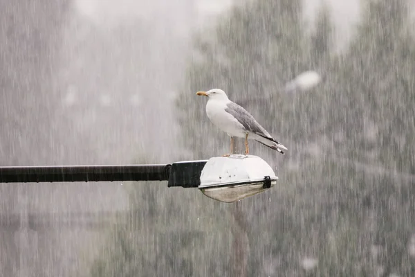 Sea gull sitting on lamp post during thunderstorm.