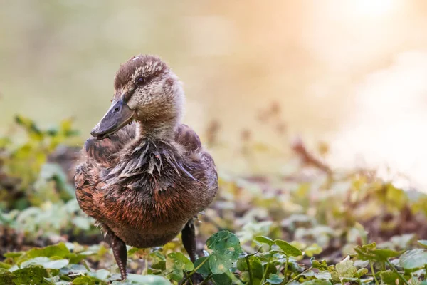 Close up foto di carino anatroccolo in natura. — Foto Stock