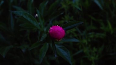 Gül rengi şakayık çiçeğinin parlak pembe tomurcuk düğmesi yağmurdan sonra ıslak su damlalarıyla rüzgarda sallanıyor alçak tuş, romantik doğa arka plan, soğuk ses tonları