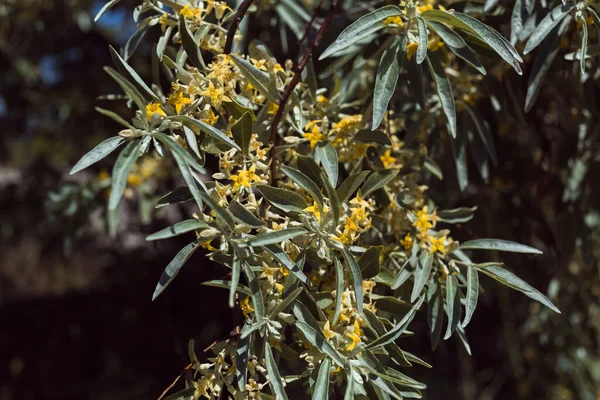 Zamknij Żółte Kwiaty Kwitną Drzewie Elaeagnus Commutata Srebrzysty Berdyansk Resort — Zdjęcie stockowe