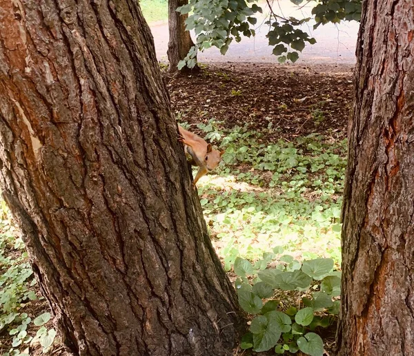 Retrato Esquilo Engraçado Escondido Sob Grande Tronco Árvore Animais Floresta — Fotografia de Stock