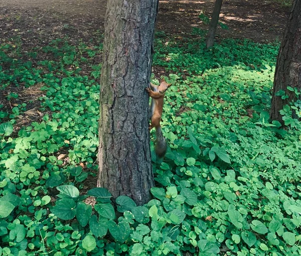 Bonito Esquilo Selvagem Surpreso Tronco Árvore Pedir Porca — Fotografia de Stock