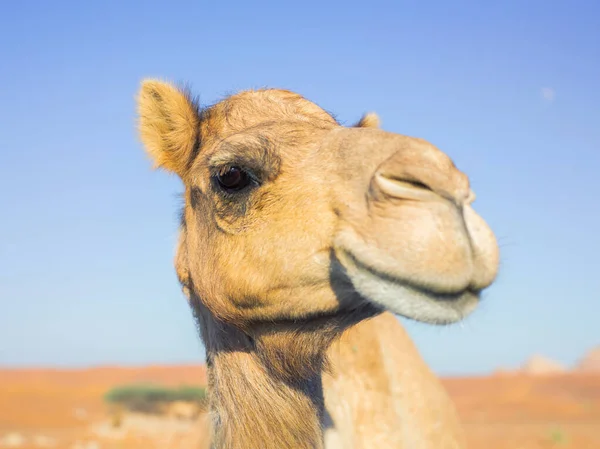 Retrato Hermosa Cara Hocico Camello Amarillo Salvaje Fondo Del Cielo — Foto de Stock