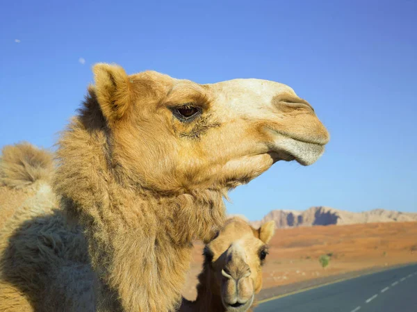 Dois Fofos Camelos Amarelos Selvagens Focinhos Perto Com Pele Pestanas — Fotografia de Stock