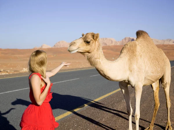 Blond Flicka Sträcker Handen Palm Till Vild Kamel För Att — Stockfoto