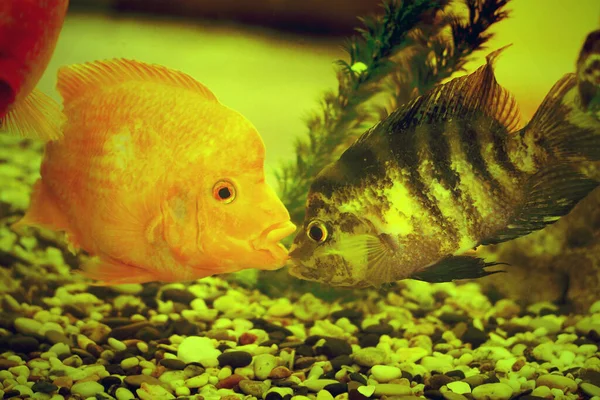 Cute orange and striped fishes kiss in aquarium, marine life, fish pets