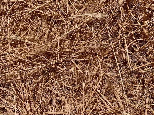 Trockene Gelbe Stroh Gras Stacheln Hintergrund Textur Muster — Stockfoto