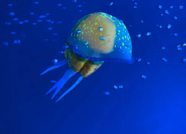 Hermosas Medusas Amarillas Nadan Agua Azul Del Acuario Con Bulbos —  Fotos de Stock