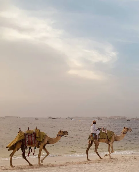 Dubai Förenade Arabemiraten 2020 Två Kameler Går Över Stranden Jbr — Stockfoto