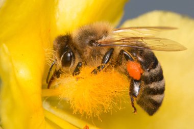 Sarı çiçek çiçek pollinating arı
