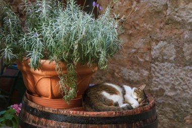 Akdeniz Korcula şehir lavanta sokakta pot tarafından varil üstünde uyuyan kedi