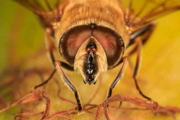 Bir Mısır koçanı üzerinde yabani arı