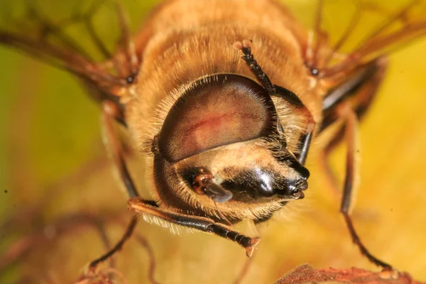 Bir Mısır koçanı üzerinde yabani arı