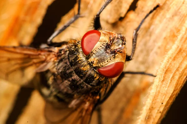 Horse Fly Corn Leaf — Stock Photo, Image